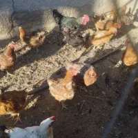 مرغ محلی|حیوانات مزرعه|قوچان, |دیوار