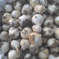 موسیر تازه و تمیز شده بدون آشغال و درجه ۱ فریدن