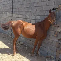 عرب ایرانی اصیل|اسب و تجهیزات اسب‌سواری|اراک, |دیوار