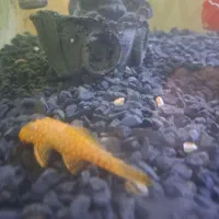 ماهی های گلد فیش خارجی گریدaaaaa|ماهی|قرچک, مهدیه|دیوار