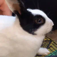 خرگوش|موش و خرگوش|قرق, |دیوار