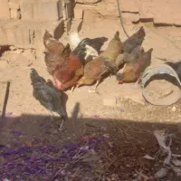 ۷تا مرغ جوان|حیوانات مزرعه|اسفراین, |دیوار