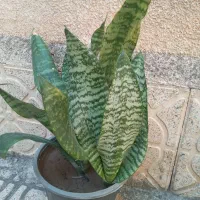 گلهای شاداب|گل و گیاه طبیعی|مرند, |دیوار