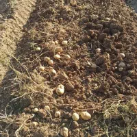 سیب زمینی ارگانیک بدون هیچ سمی