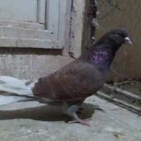 کبوتر پرشی نر و یاهو|پرنده|قم, شهرک سازمان آب|دیوار