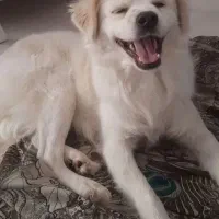 سگ پاکوتاه|سگ|قزوین, |دیوار