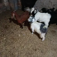 بزغاله|حیوانات مزرعه|ملکان, |دیوار