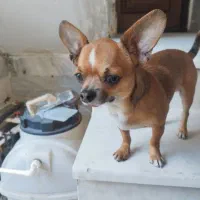 سگ شی واوا جهت کشش