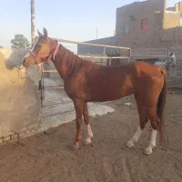 اسب کرد دوخون