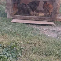مرغ و خروس لاری