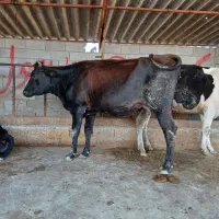 تلیسه شیری شکم اول دو دندان گاو گوساله|حیوانات مزرعه|گمیشان, |دیوار