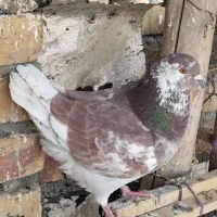 کبوتر زینتی|پرنده|اشنویه, |دیوار