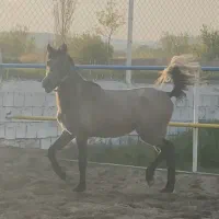 کره مادیان کرد