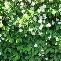 گل نرگس درختی و نفس شیرین بهار