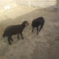 دو عدد بره ماده غزل افشار مناسب جمع