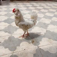خروس  و مرغ محلی