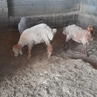 ۴ عدد بره ماده سبک وزن