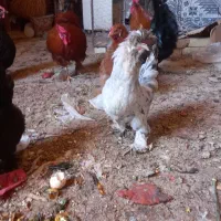 مرغ و خروس برهما تخم گذار