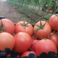 گوجه فرنگی تناژ|عمده‌فروشی|تهران, خانی‌آباد|دیوار