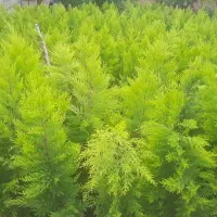 نهال لاوسون|گل و گیاه طبیعی|نوشهر, |دیوار