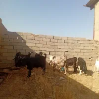 بز و بزغاله|حیوانات مزرعه|قزوین, |دیوار