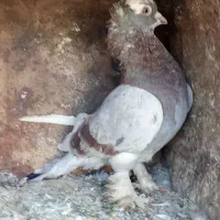 کبوتر|پرنده|یاسوج, |دیوار