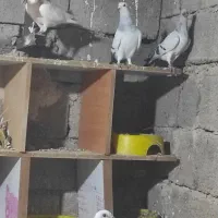 کببوترشامی|پرنده|برازجان, |دیوار