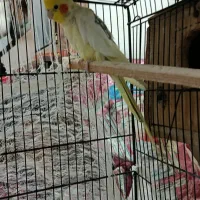 عروس هلندی|پرنده|طبس, |دیوار