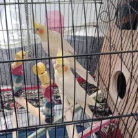 ۱ جفت عروس هلندی مولد با قفس