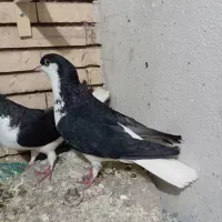 سلام چند جفت کفتر