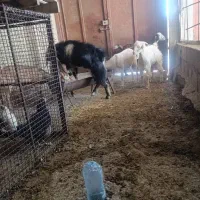 سه عدد بز با دوتا کهره نر|حیوانات مزرعه|خورموج, |دیوار