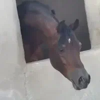 اسب دوسر خارجی سیلمی