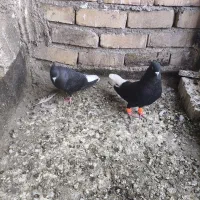 زاغ دم سفید کاکل جفتگا و پرش
