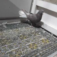 سه عدد کفتر سیاه دم سفید ماده|پرنده|نجفآباد, یزدانشهر|دیوار