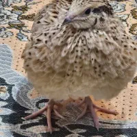 بلدرچین