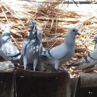 گوک