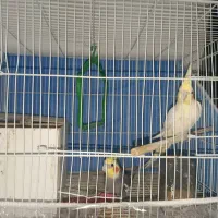 عروس هلندی تخم گذار