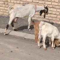 بز زایده با دو بزغاله نر و ماده خیلی شیرا