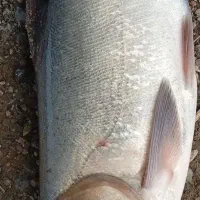 ماهی قزل سفید  زنده و تازه