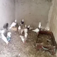 کبوترفروشی|پرنده|چابهار, |دیوار