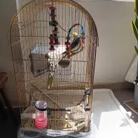 عروس هلندی دستی و سالم با پکیج کامل وسایل