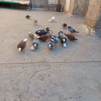کبوتر یه لونه|پرنده|مراغه, |دیوار