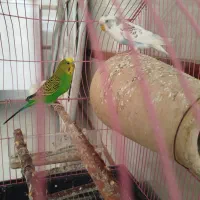 مرغ عشق
