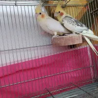 عروس هلندی مولد و کارداده