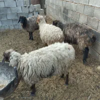 بز و میش|حیوانات مزرعه|کربال, |دیوار