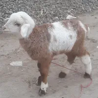 نر بره گوسفند فقط ۴۸۰۰