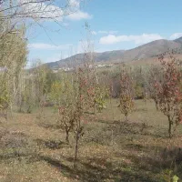 فروش باغ گیلاس در روستای حور|فروش زمین و ملک کلنگی|ویلکیج, |دیوار