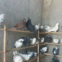 فروش فوری تعدادی کبونر پرش بالا|پرنده|ابریشم, |دیوار