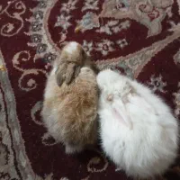 خرگوش بامزه|موش و خرگوش|بندر کنگان, |دیوار