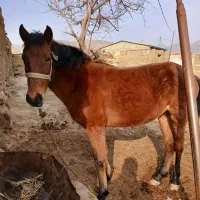 اسب نریان|اسب و تجهیزات اسبسواری|اردبیل, |دیوار